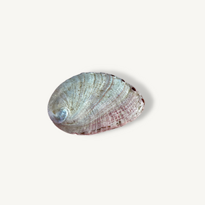 Abalone-Schale